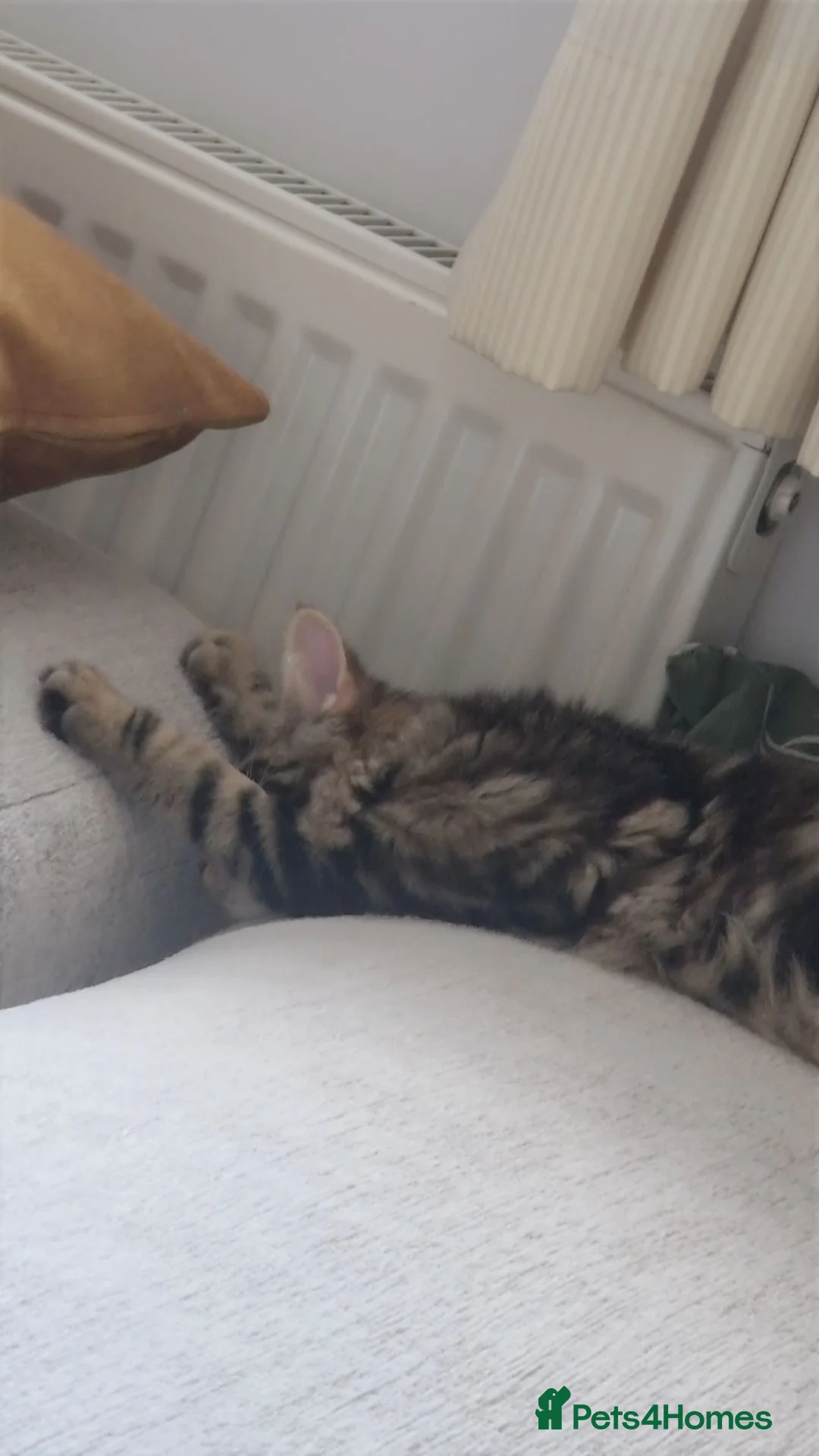 Maine Coon cats for sale: 4 month mainecoon X bsh - Advert 7