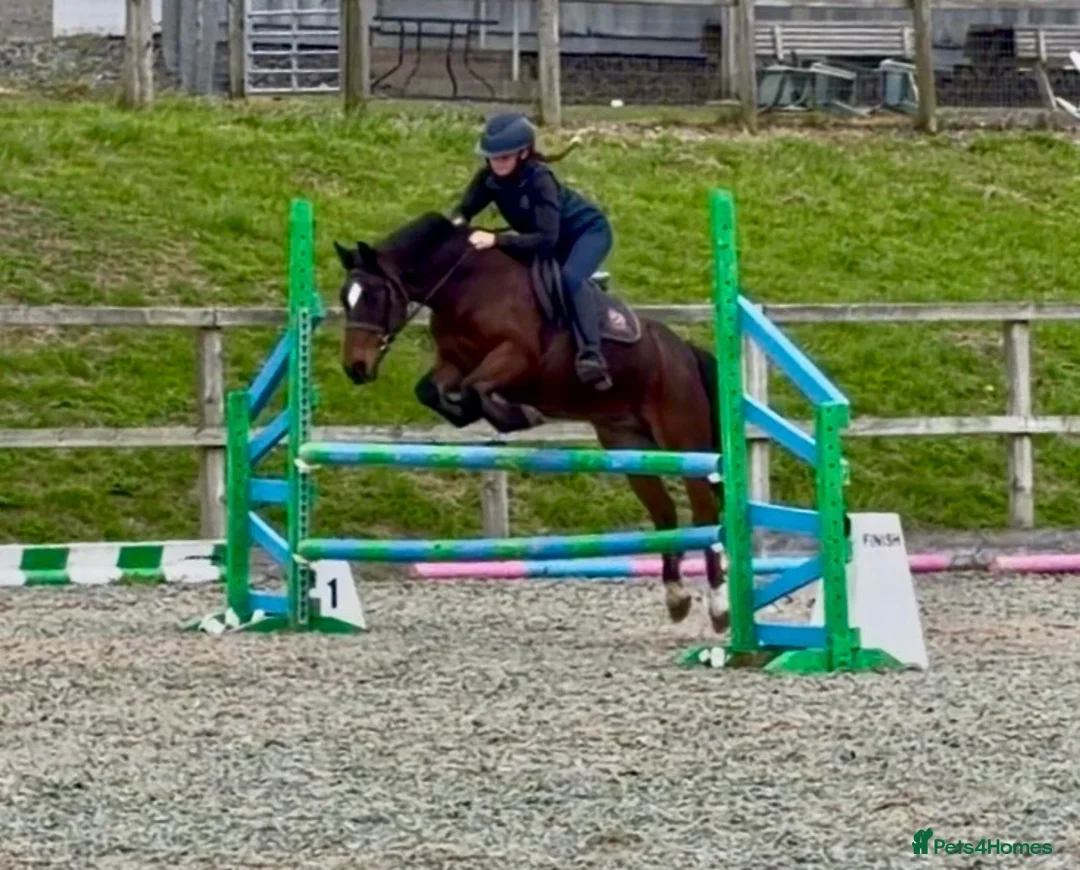 Mixed Breed livestock for sale: Stunning 13.2 all rounder Irish gelding  in Swansea - Advert 12