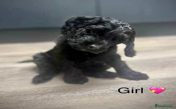 Cockapoo dogs - Advert 11