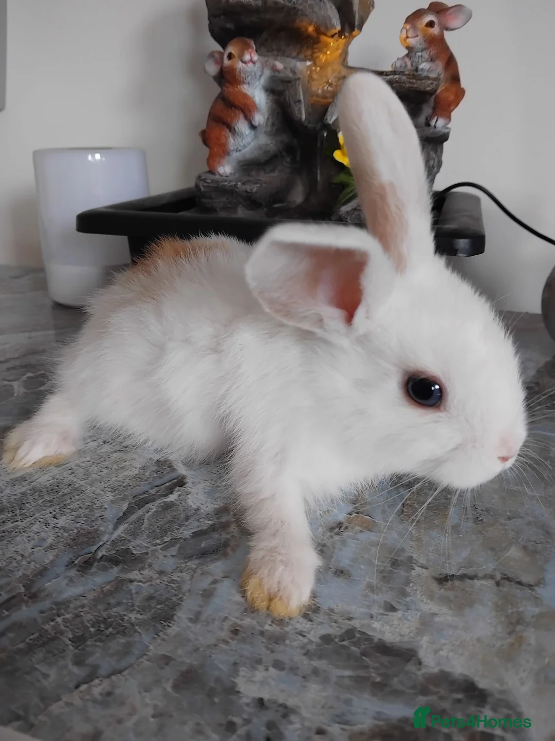 Mini Lop rabbits for sale: Baby lops - Advert 6