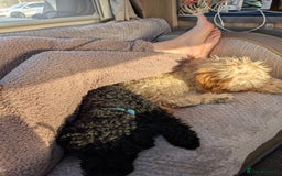 Miniature Poodle dogs for sale: Loving Black Miniature Poodle (2 Years Old) - Image 5
