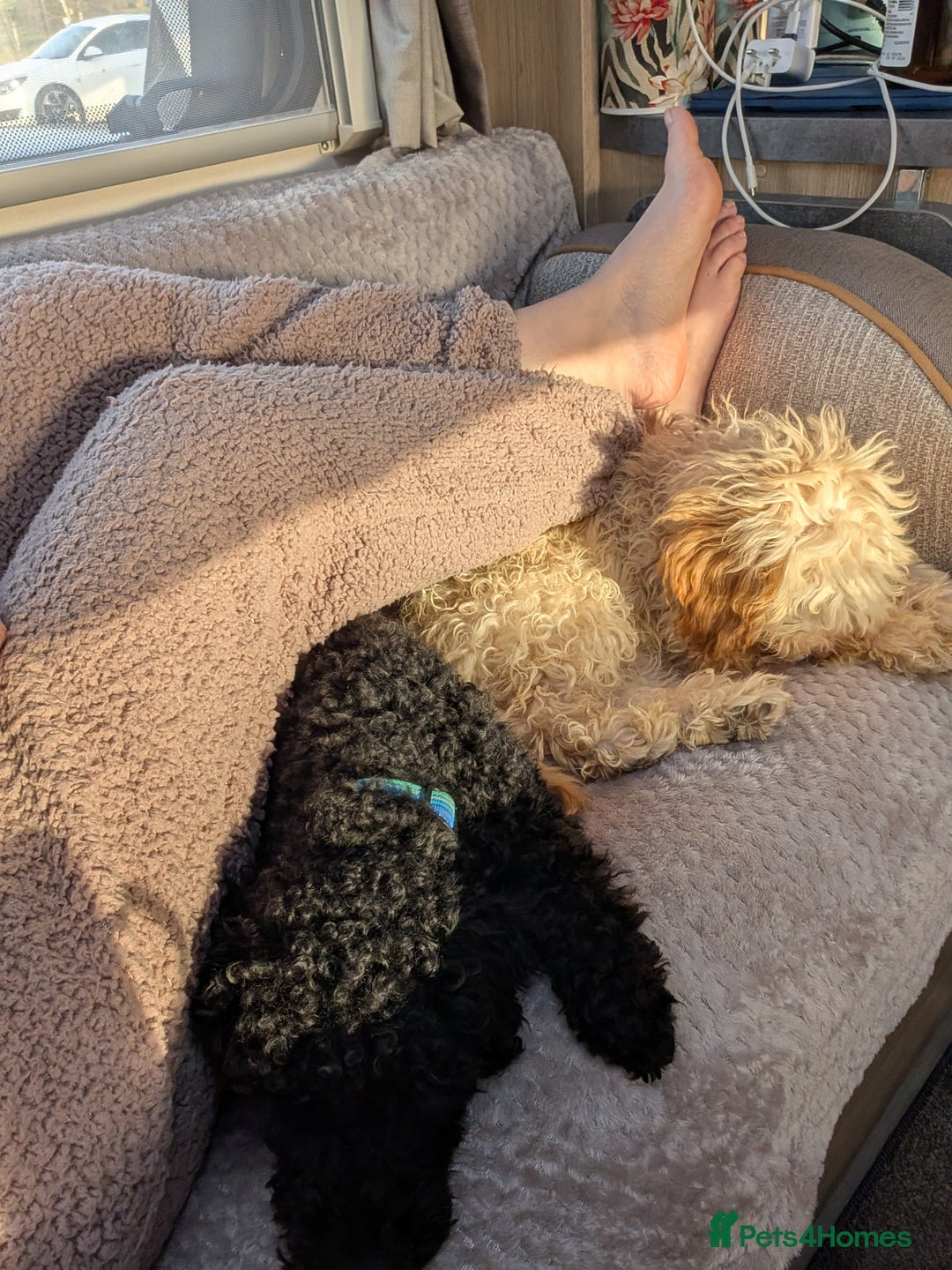 Miniature Poodle dogs for sale: Loving Black Miniature Poodle (2 Years Old) - Image 5