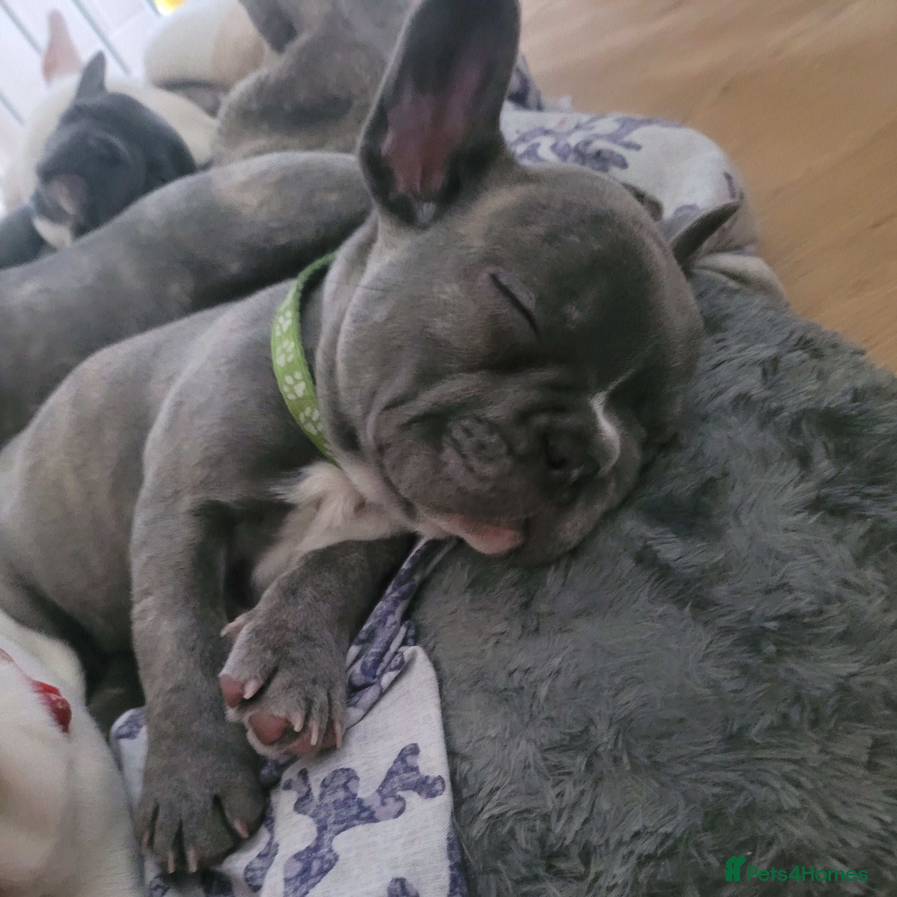 French Bulldog dogs Frenchie babies looking for their forever homes - Advert 2