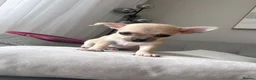Chihuahua dogs for sale: Rare & Beautiful Chihuahua Puppies in Ipswich - Advert 11