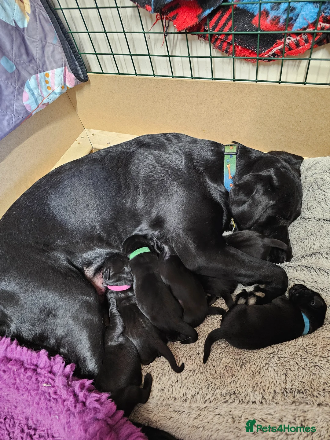 Labrador Retriever dogs for sale: Gorgeous and real characters - Advert 1