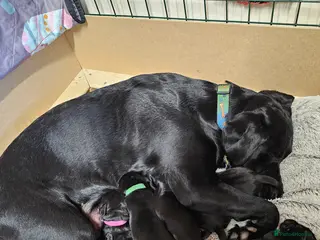 Labrador Retriever dogs Gorgeous and real characters - Advert 12