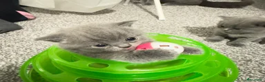 British Shorthair 2