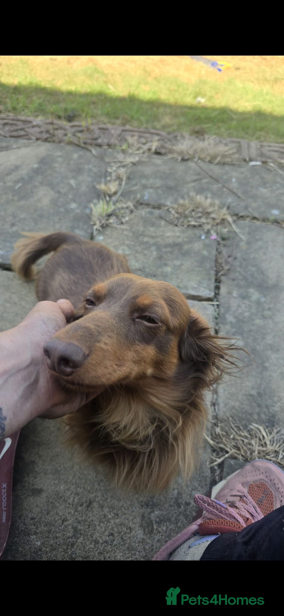 Miniature Dachshund dogs Issabella Longhair miniature dachshund  - Advert 2