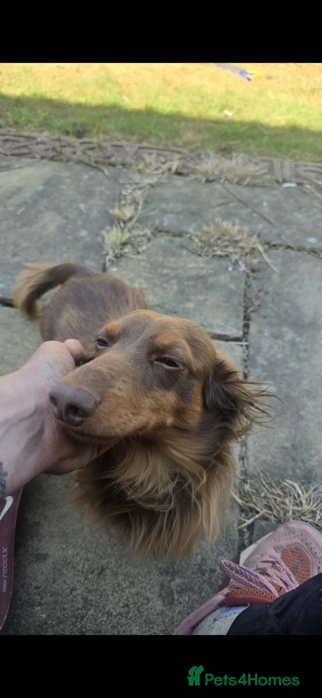 Miniature Dachshund dogs for sale: Issabella Longhair miniature dachshund  - Advert 2