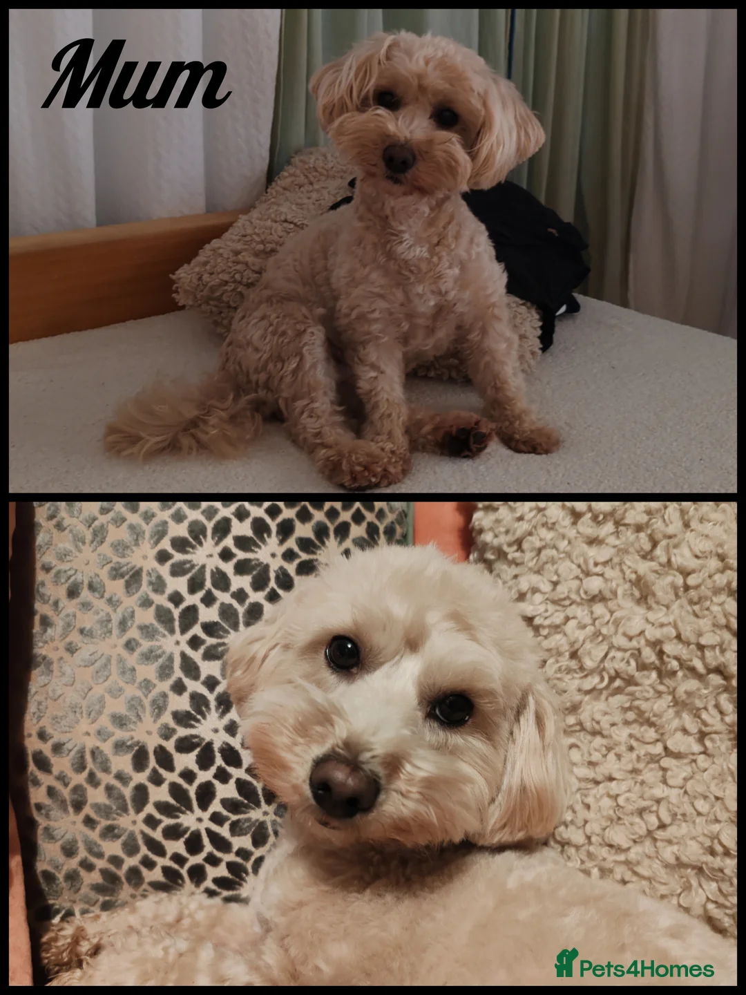 Maltipoo dogs for sale:  Toy Asian Maltipoo therapy puppies born 14/02/26 - Advert 2