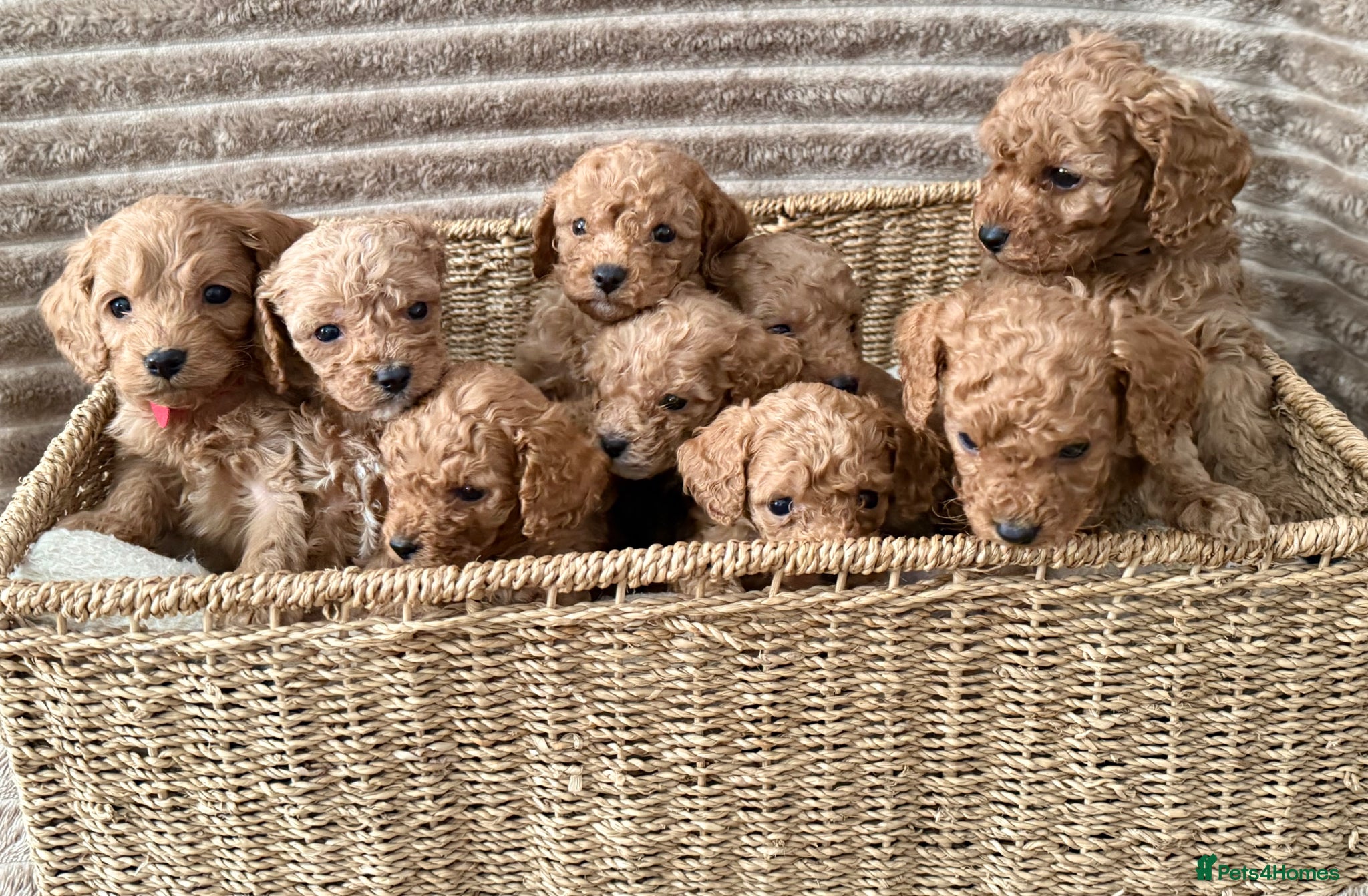 Cavapoo dogs 💖💙🐶🐾Beautiful F1 Cavapoo Pups!🐾🐶💙💖 - Advert 1