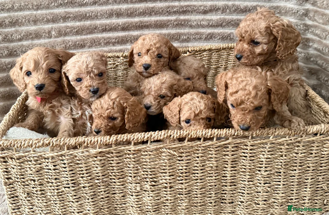 Cavapoo dogs for sale: 💖💙🐶🐾Beautiful F1 Cavapoo Pups!🐾🐶💙💖 - Advert 1