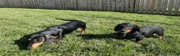 Dachshund dogs for sale: Dachshund puppies standard, smooth coat - Advert 5