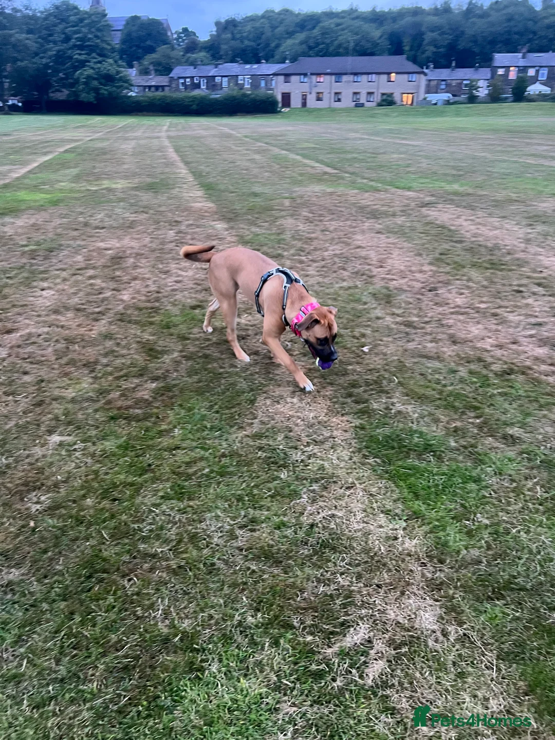 Bullmastiff dogs for sale: URGENT HOME NEEDED!!! - Advert 8