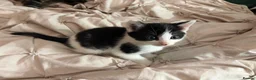 Mixed Breed cats for sale: Kittens ready to go - Advert 6
