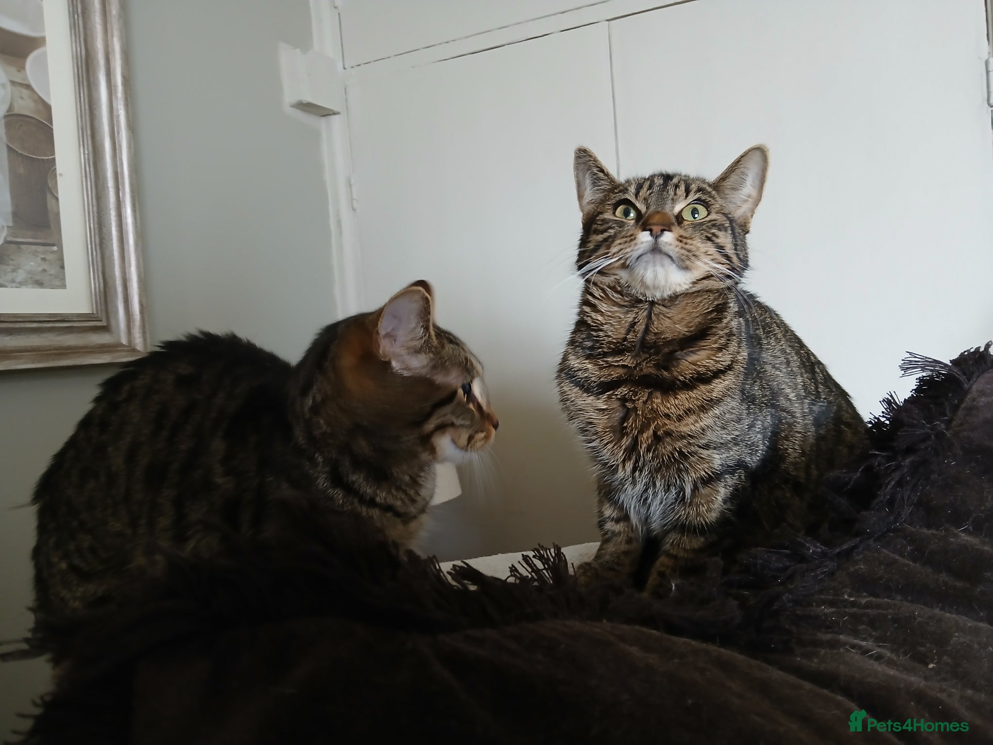 Bengal cats 2 Cats FREE to Loving Home - Advert 8