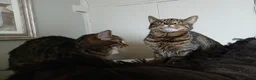 Bengal cats for sale: 3 Cats Need Loving Home - Advert 6