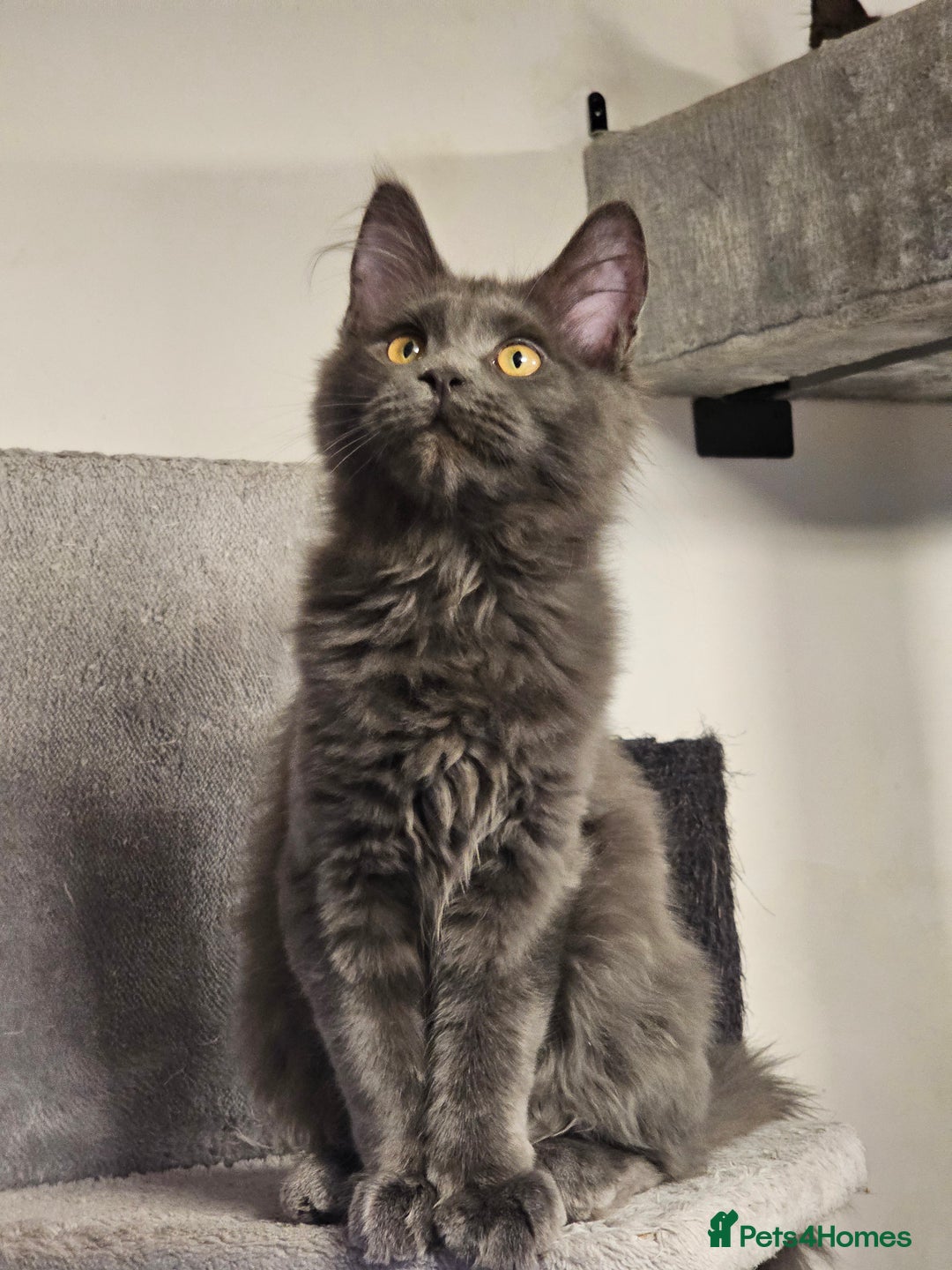 Maine Coon cats for sale: 🔥*STUNNING Litter of 6 Solid*💎*Blue Maine Coon💎 - Advert 5