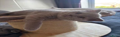 Scottish Fold Potato
