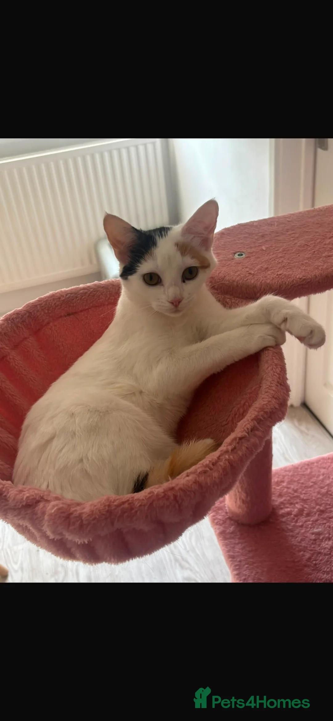 Mixed Breed cats for sale: 2 Kittens  in Sale - Advert 2