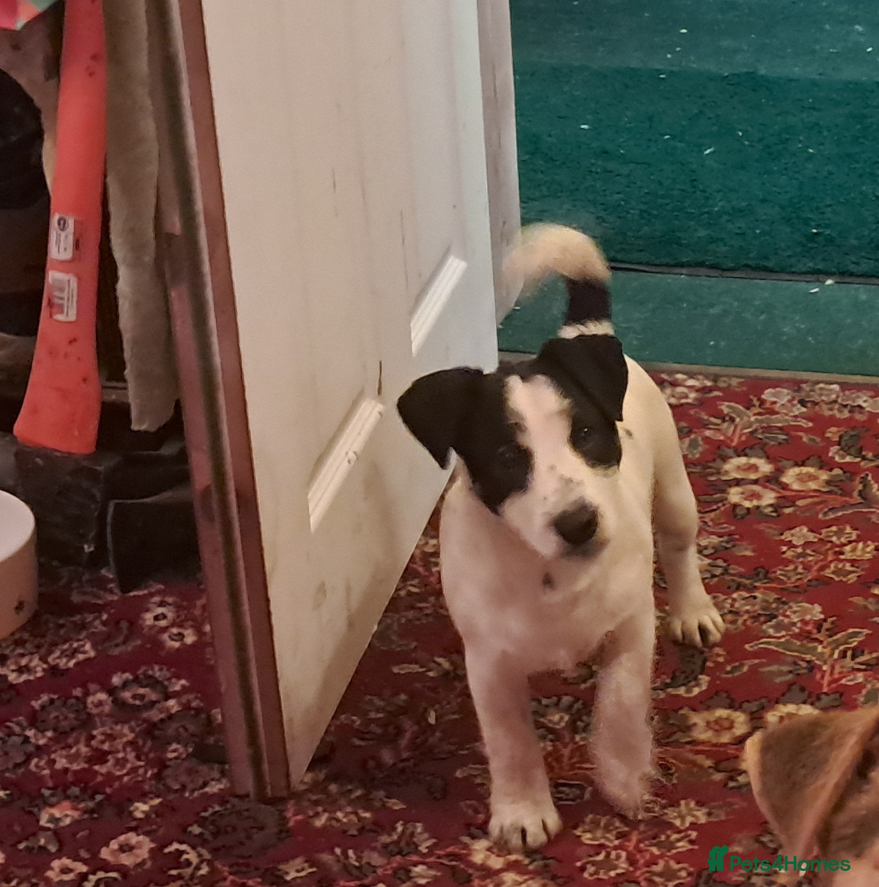 Jack Russell dogs KC Jack Russell pups, DNA Clear- LOA and SCA - Advert 9