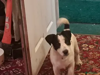 Jack Russell dogs KC Jack Russell pups, DNA Clear- LOA and SCA - Advert 1