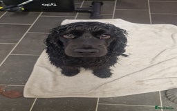 Cocker Spaniel dogs for stud: Black cocker spaniel  - Image 4