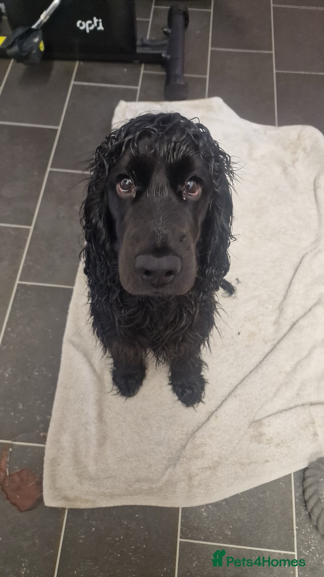 Cocker Spaniel dogs for stud: Black cocker spaniel  - Image 4