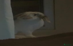 Mixed Breed rabbits for sale: Mixed breed rabbit - Image 1