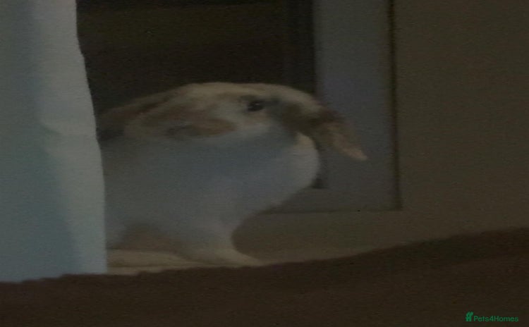 Mixed Breed rabbits - Advert 5