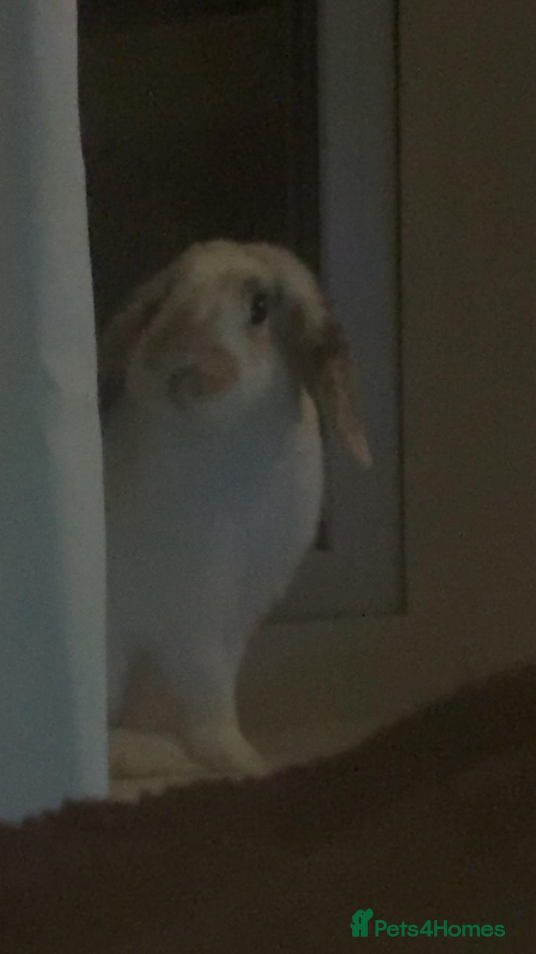Mixed Breed rabbits for sale: Mixed breed rabbit - Image 1