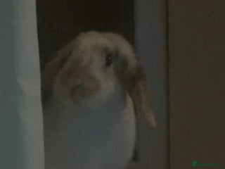 Mixed Breed rabbits - Advert 11