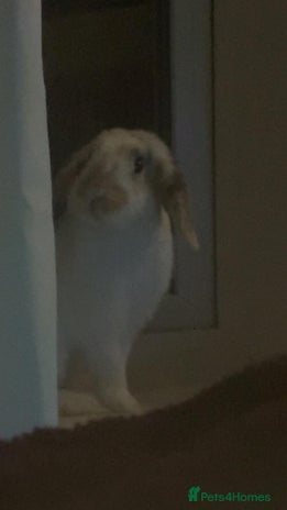 Mixed Breed rabbits Mixed breed rabbit - Advert 7