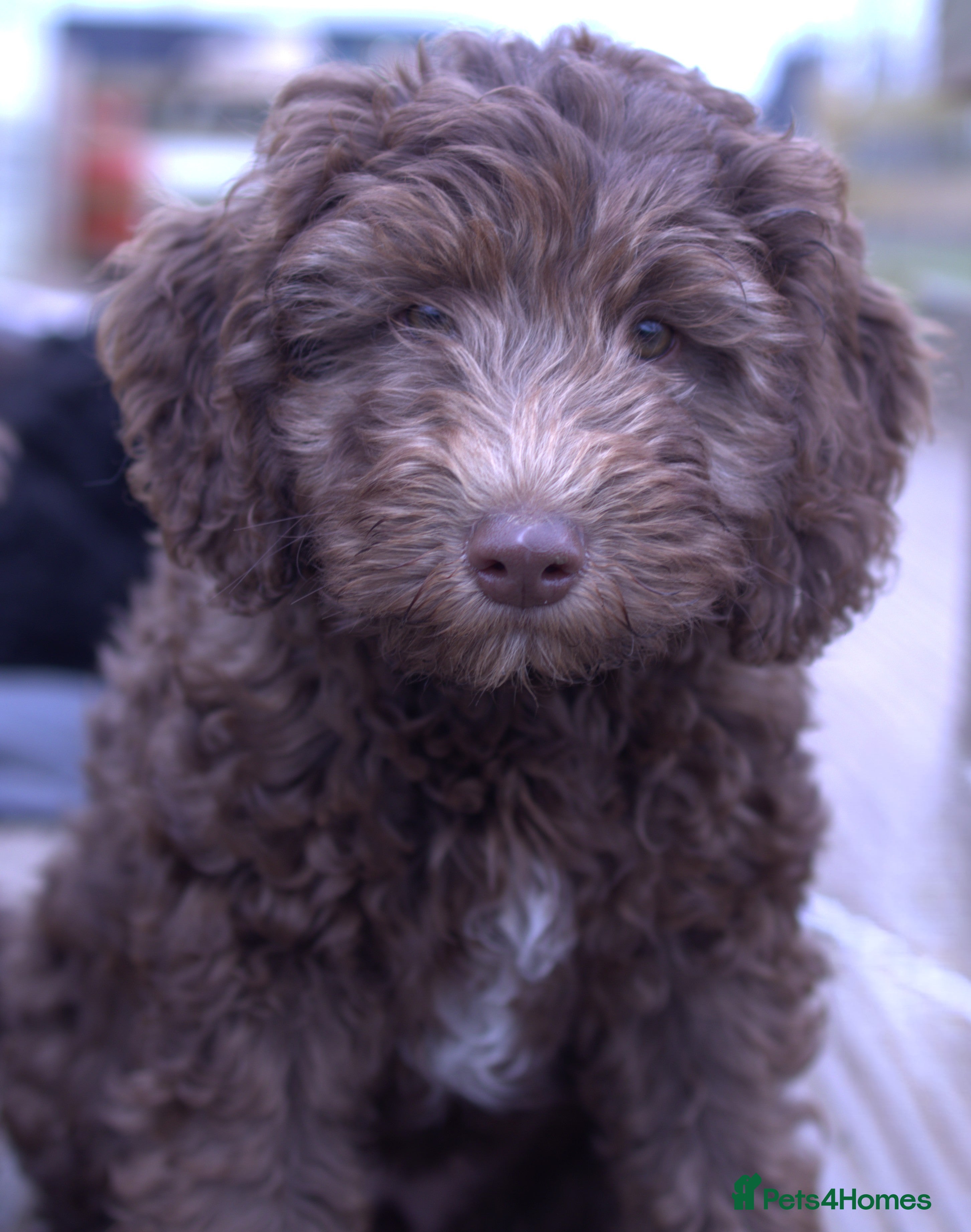 Labradoodle dogs 🐾🌈 Unique PhantomParti & Tuxedo Part trained🐾🌈 - Advert 2