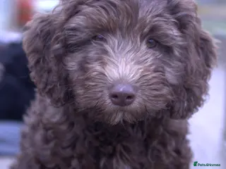 Labradoodle dogs 🐾🌈 Unique PhantomParti & Tuxedo Part trained🐾🌈 - Advert 2