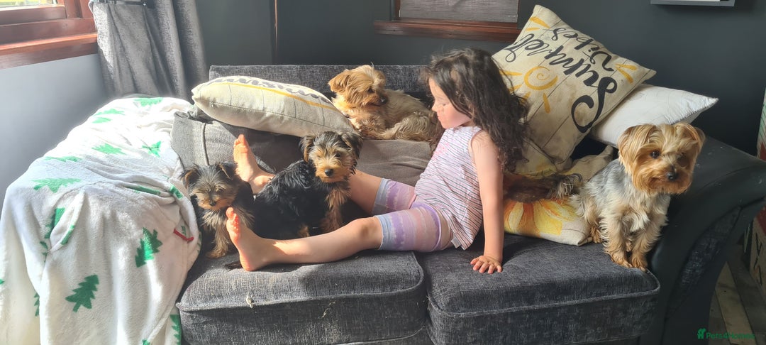 Yorkshire Terrier dogs for sale: Beautiful natured Yorkshire Terrier - Image 17