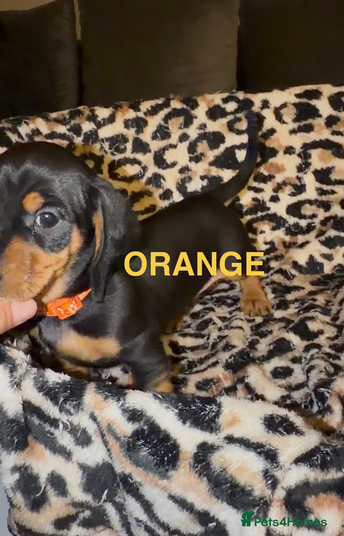 Miniature Dachshund dogs 2 LEFT!! BEAUTIFUL DACHSHUND BOYS - Advert 6