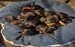 Sprocker dogs for sale: Sprocker Spaniels for Sale ready 1st November - Image 1