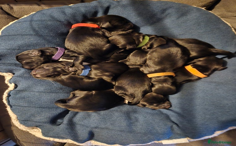 Sprocker dogs for sale - Advert 1