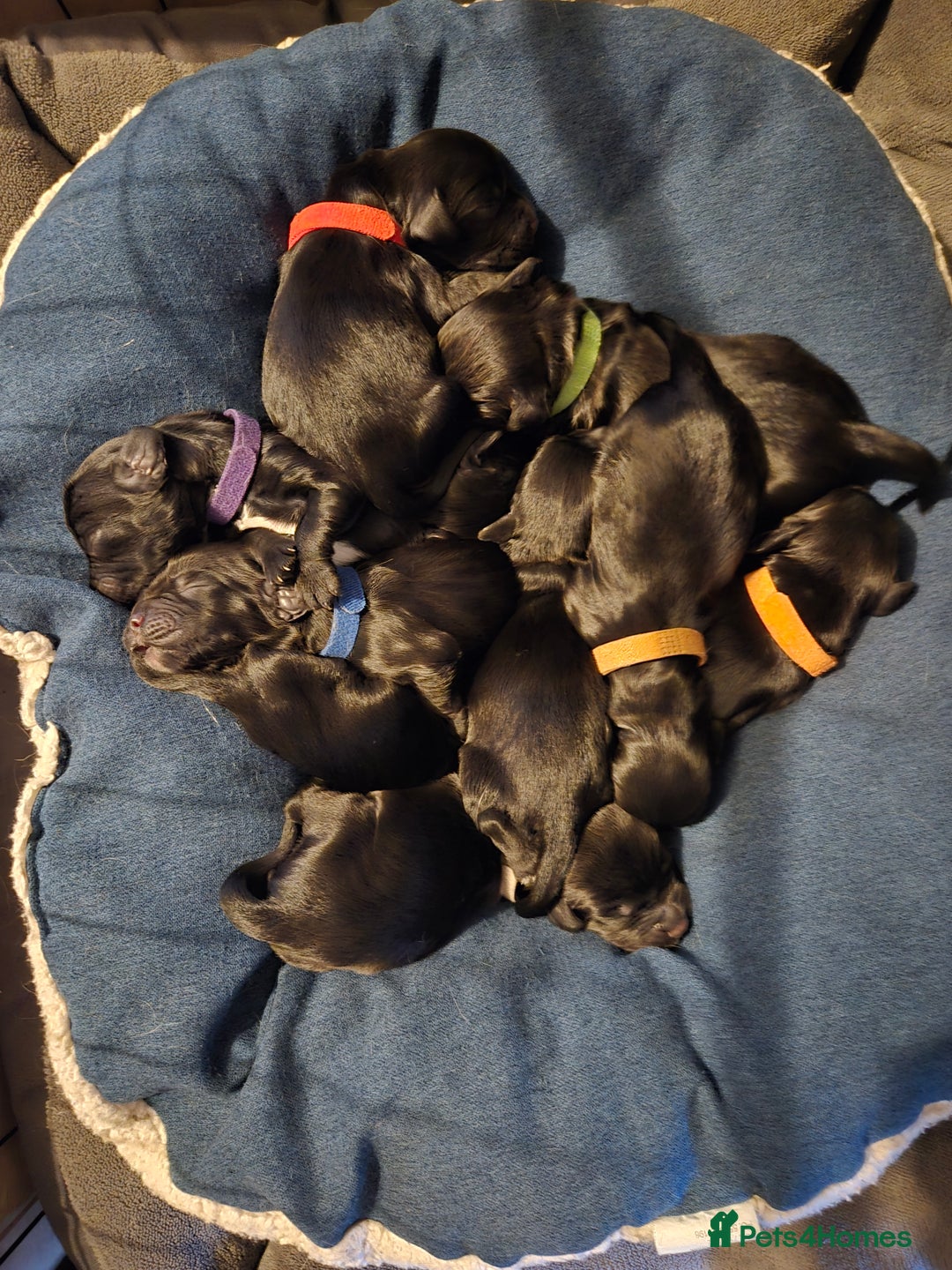 Sprocker dogs for sale: Sprocker Spaniels for Sale ready 1st November - Image 1