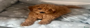 Toy Poodle 2