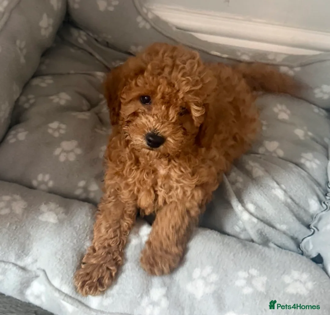 Toy Poodle dogs for sale: Toy poodle puppy  - Advert 6