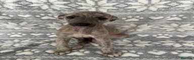 Whippet 8