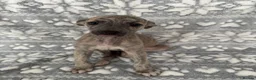 Whippet dogs for sale: KC registered whippet puppy’s 3 left! ♥️ - Advert 22