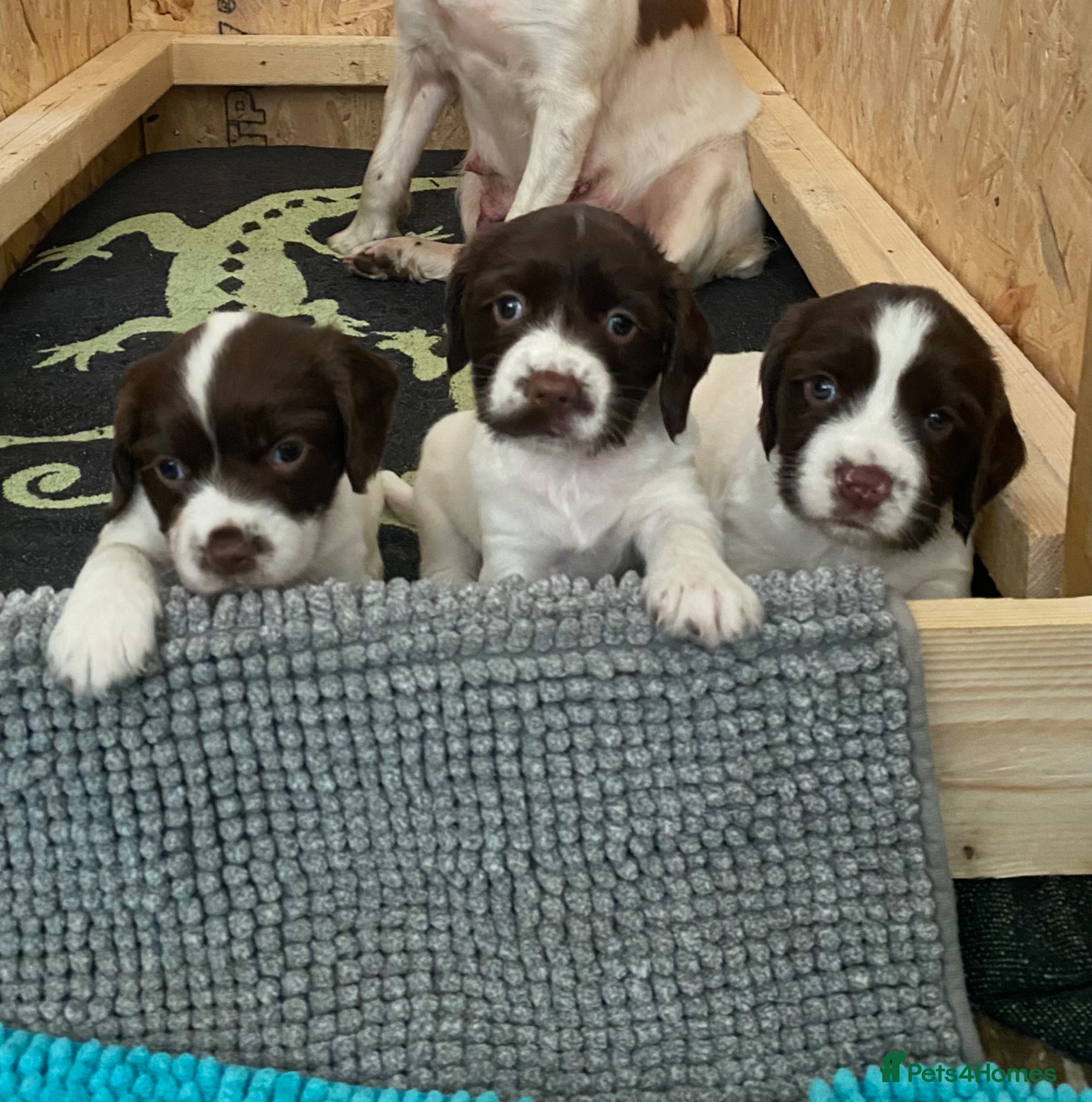 English Springer Spaniel dogs KC English Springer Spaniels - Advert 4