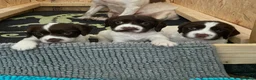 English Springer Spaniel dogs for sale: KC English Springer Spaniels in Merthyr Tydfil - Advert 1