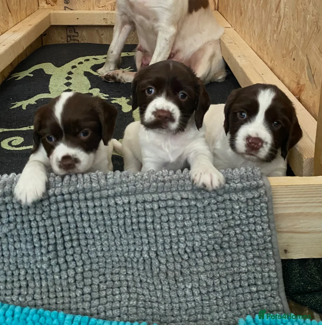 English Springer Spaniel dogs for sale: KC English Springer Spaniels in Merthyr Tydfil - Advert 1