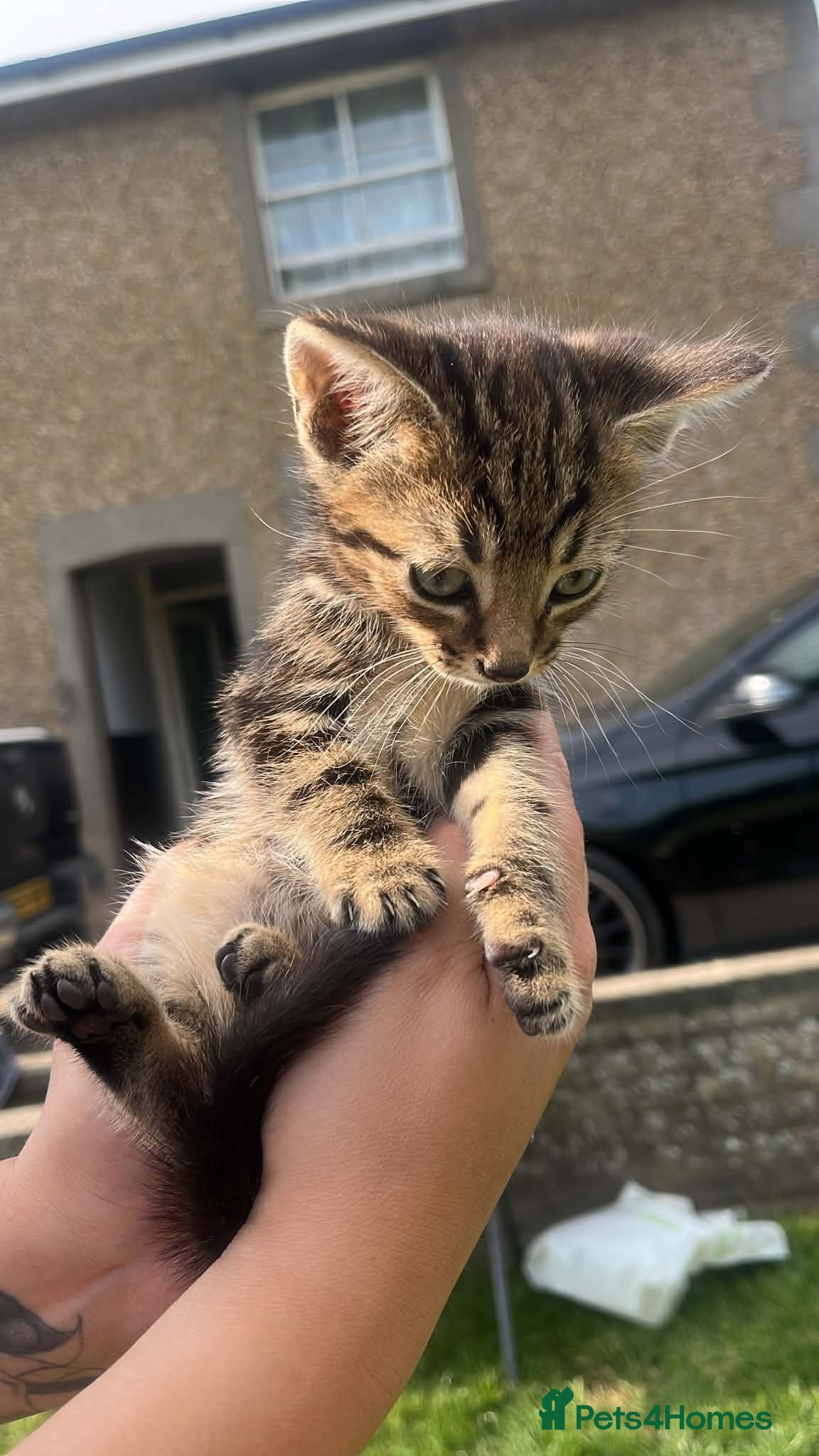 Mixed Breed cats Female kitten  - Advert 4
