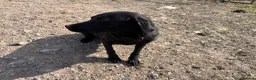 Labrador Retriever dogs for sale: Beautiful Black Labrador - Advert 4