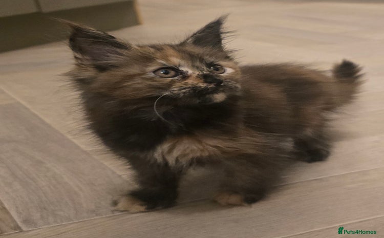 Maine Coon cats - Advert 11